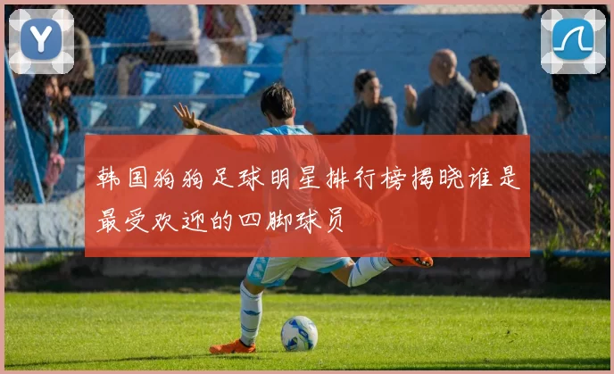 韩国狗狗足球明星排行榜揭晓谁是最受欢迎的四脚球员